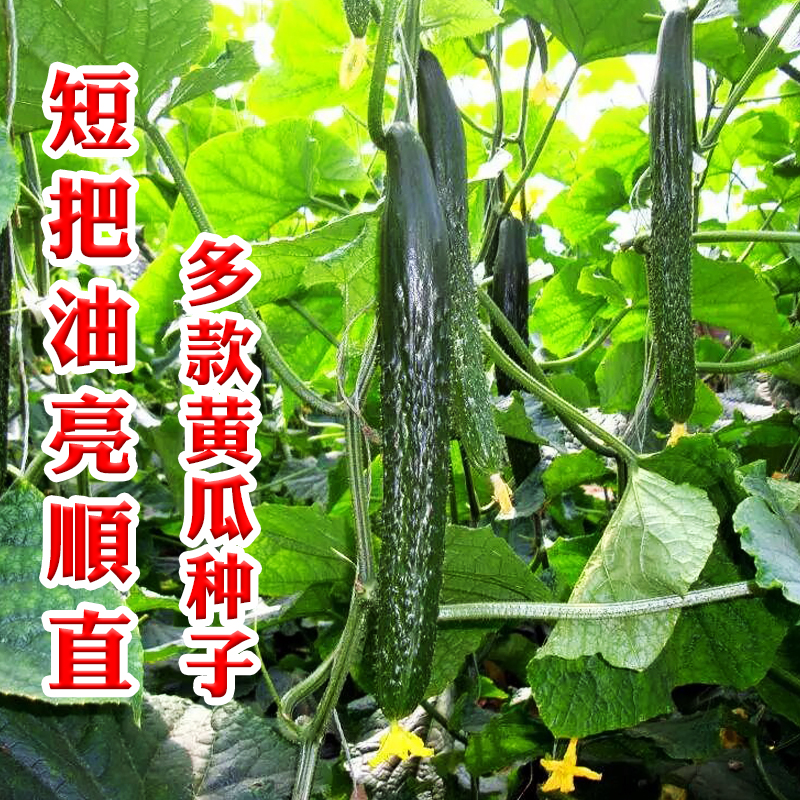 黄瓜种子四季种植水果黄瓜菜籽春季高产阳台旱黄瓜大全蔬菜种籽